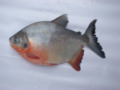 Piaractus brachypomus