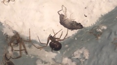 Steatoda grossa