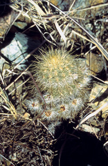 Echinocereus neocapillus