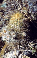 Echinocereus neocapillus