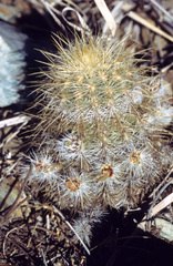 Echinocereus neocapillus