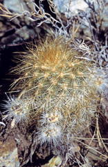 Echinocereus neocapillus