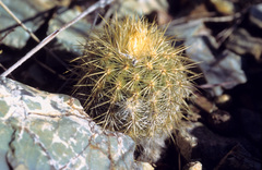 Echinocereus neocapillus