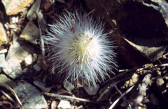 Echinocereus neocapillus