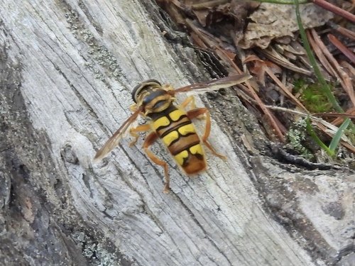 Unknown species found near Wolfe County, KY, USA