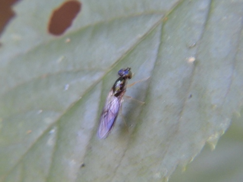 Unknown species found near Wolfe County, KY, USA