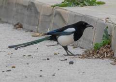 Pica pica