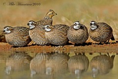 Northern Bobwhite photo 5