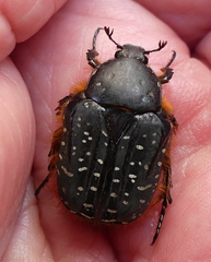 Trichostetha albopicta