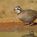 Northern Bobwhite - Photo (c) Mike Hannisian, some rights reserved (CC BY-NC)