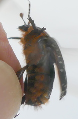 Trichostetha albopicta