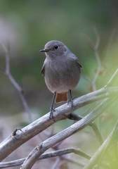 Phoenicurus ochruros