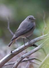 Phoenicurus ochruros