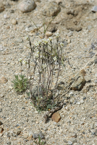 Image of Draba cana by (c) Syd Cannings, some rights reserved (CC BY)