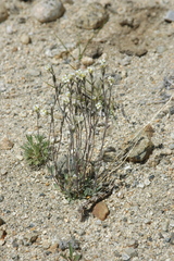 Draba cana