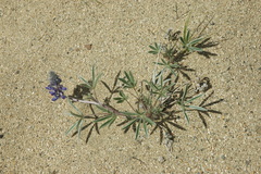 Lupinus kuschei