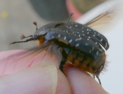 Trichostetha albopicta
