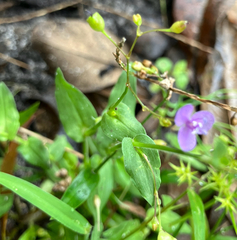 author not stated, no rights reserved Murdannia spirata, photograph author not stated, no rights reserved