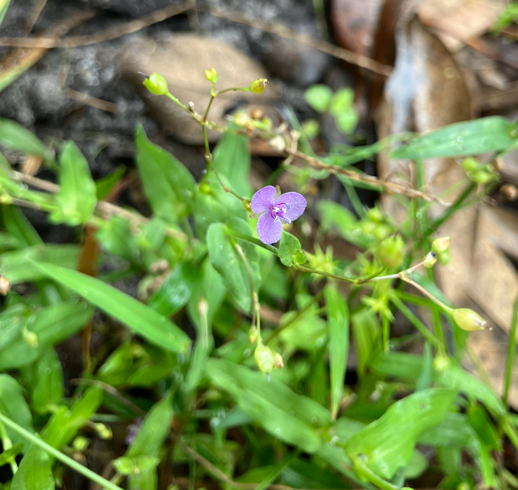 Murdannia spirata; photograph author not stated, no rights reserved