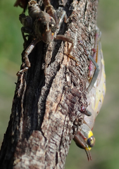 Thericles obtusifrons