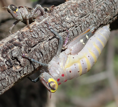 Thericles obtusifrons