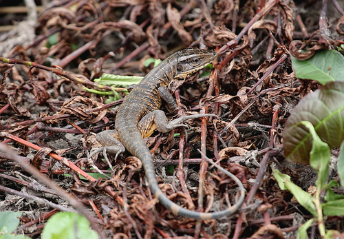 Matipu Tegu, Tupinambis matipu
