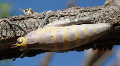 Thericles obtusifrons