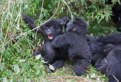 Gorilla beringei beringei