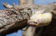 Thericles obtusifrons