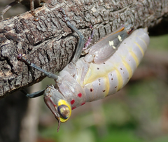 Thericles obtusifrons