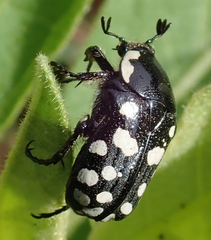 Phoxomela umbrosa