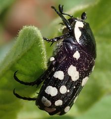 Phoxomela umbrosa