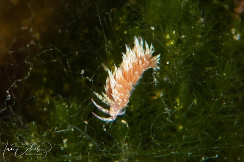 Tenellia thelmae