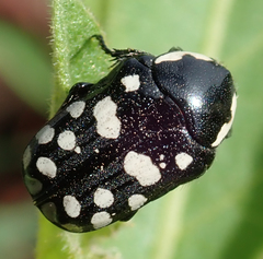 Phoxomela umbrosa