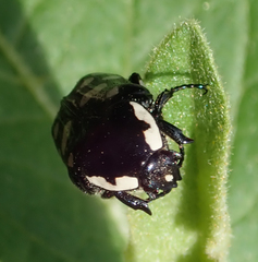 Phoxomela umbrosa