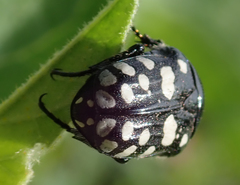 Phoxomela umbrosa