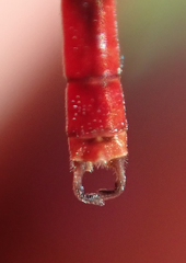 Agriocnemis victoria