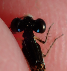 Agriocnemis victoria