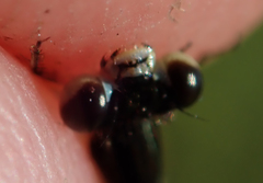 Agriocnemis victoria