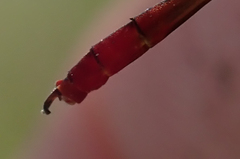 Agriocnemis victoria