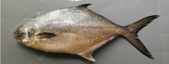 Trachinotus paitensis