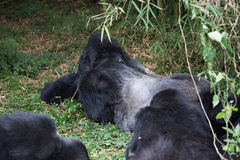 Gorilla beringei beringei