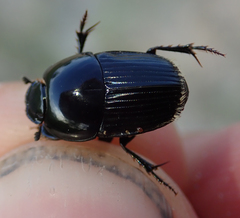 Oniticellus planatus