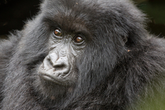 Gorilla beringei beringei
