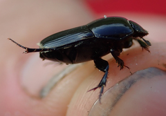 Oniticellus planatus