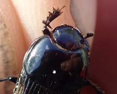 Oniticellus planatus