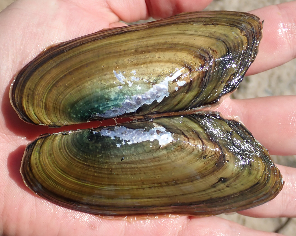 Toothless River Mussels