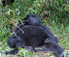 Gorilla beringei beringei