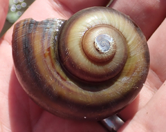 Pila occidentalis