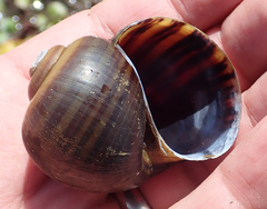 Pila occidentalis